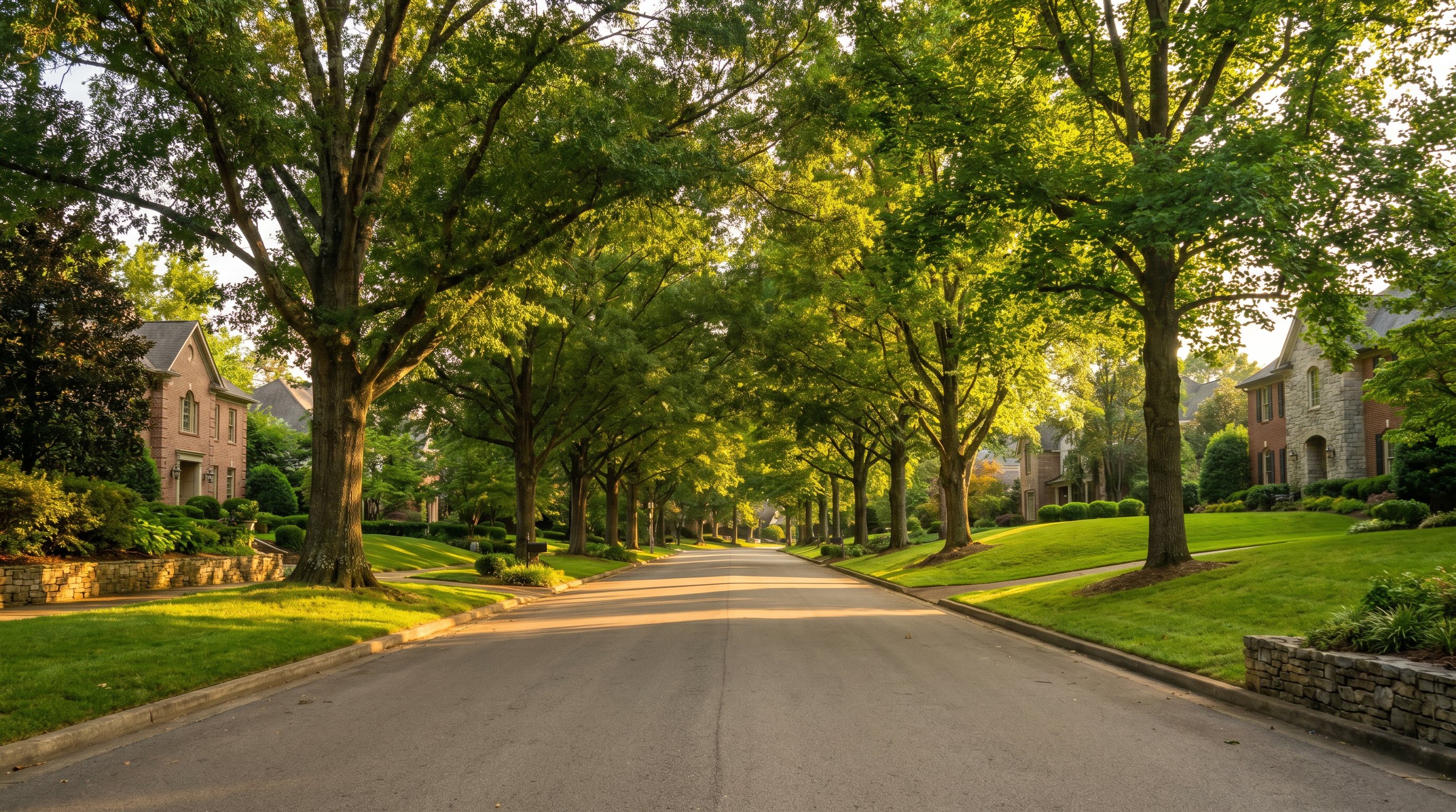 Mature oak trees lining a West Knoxville street — tree service in Bearden and Sequoyah Hills